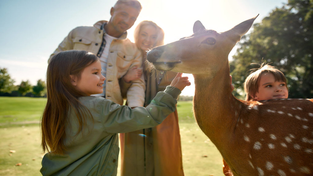 Family petting deer