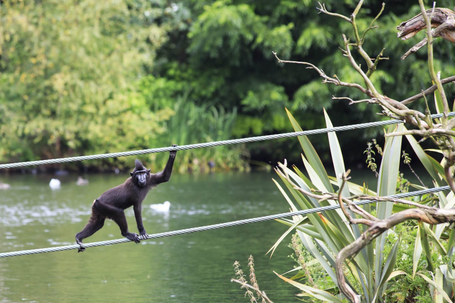 Monkey crossing rope bridge in Dublin Zoo in Dublin City