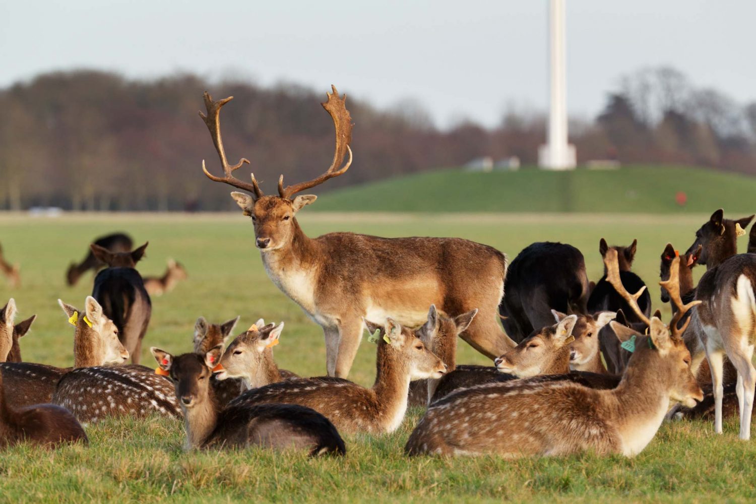 Stag and group of deer in Phoenix Park Dublin with monument in background